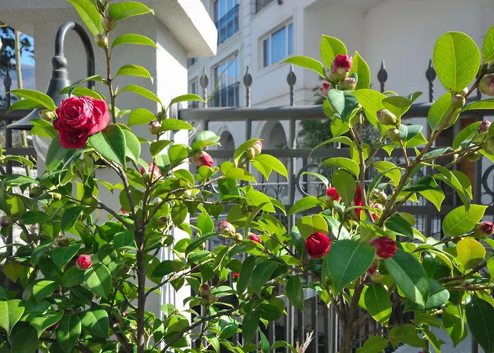Budva hotels near Club Ambiente